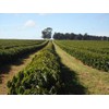 Rex Coffee Guatemala Cubulco Medium Roast Whole Bean Coffee, Single