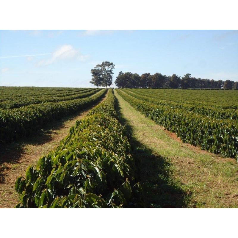 Rex Coffee Guatemala Cubulco Medium Roast Whole Bean Coffee, Single