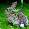 4 Sets Adjustable Rabbit Harness and Leash, Rabbit Harness and