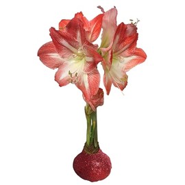 Daylily Nursery Red Glittered Waxed Minerva Amaryllis Bulb 32/34 Hand Dipped Artisan Quality