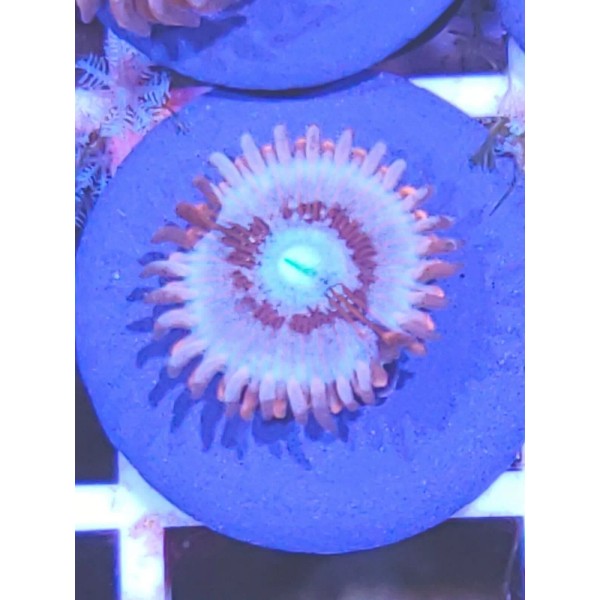 LPS Live corals WHITE ZOMBIE RARE ULTRA ZOANTHIDS ZOAS PALYS