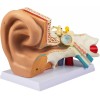 Vevor Modelo Anamotico Oido Humano Oreja Tamaño X5 Anatomia Oido