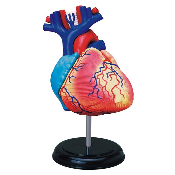 Tedco Human Anatomy - Heart Anatomy Model