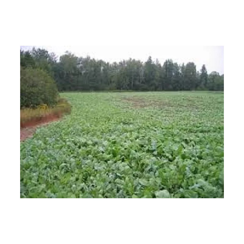 Feeders Outdoors 5 Lbs Deer Hunter's FALL DEER FOOD PLOT