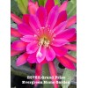 Cactus Rooted Epiphyllum Orchid Cactus “Grand Prize”Growing In 4” Starter