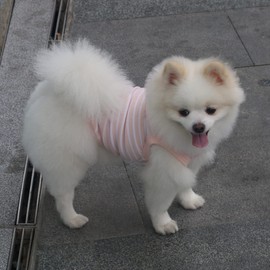 SZAT PRO Classic Striped Teacup Pet Dog T-Shirts, 100% Cotton Tank Vest for Small Dogs, Sleeveless Puppy Clothes for Chihuahua Yorkie Pink, 3X-Small