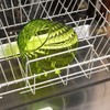 Omada Design Bowl for Kitchen with Diamond Effect Transparent Acrylic