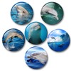 Polar Bear in the Arctic Fridge Magnets [05] Pack of