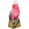 Maruwa Boeki 4008701-00 Solid Object, Momoiro Parakeet, Size: Approx. W