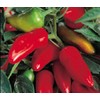 Pepper HOT Fresno Great Heirloom Vegetable by Seed Kingdom 1,500