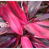 Red Hawaiian Lucky Ti Plant Logs by Makao Beach Trading