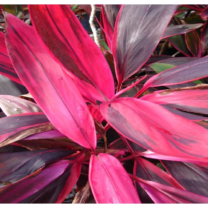 Red Hawaiian Lucky Ti Plant Logs by Makao Beach Trading