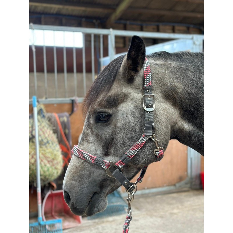 Equipride Braided Headcollar Lead Rope Set Size Full-Shetland Pink/Grey (Shetland)