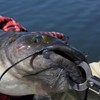 SEABUZZ Wobbler für Hecht & Wels und Zander 37,5g x