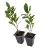 2 Indian Laurel Figs – Live Ficus Nitida Plant –