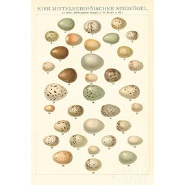Songbird Egg Chart by Wild Apple Portfolio -