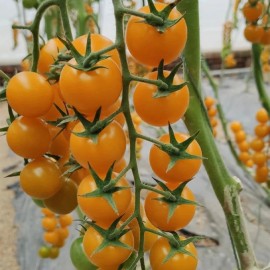 Nygardenia 100pcs Patio Choice Yellow Cherry Tomato Seeds - Heirloom, Non-GMO, Super Sweet