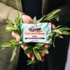 Fisherman's Friend Mint Sugar Free Flavour 25g x 12