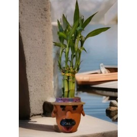 Lucky Bamboo Plants 6x8", Ideal Unique, Cute Gift, Indoor Perennial