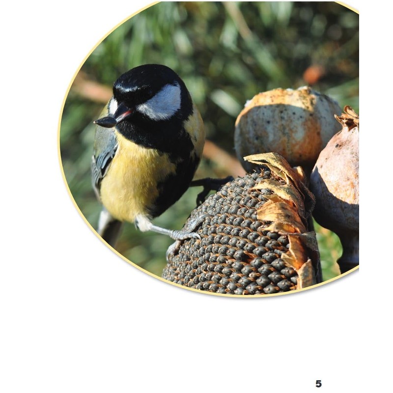 What Do Living Things Need?