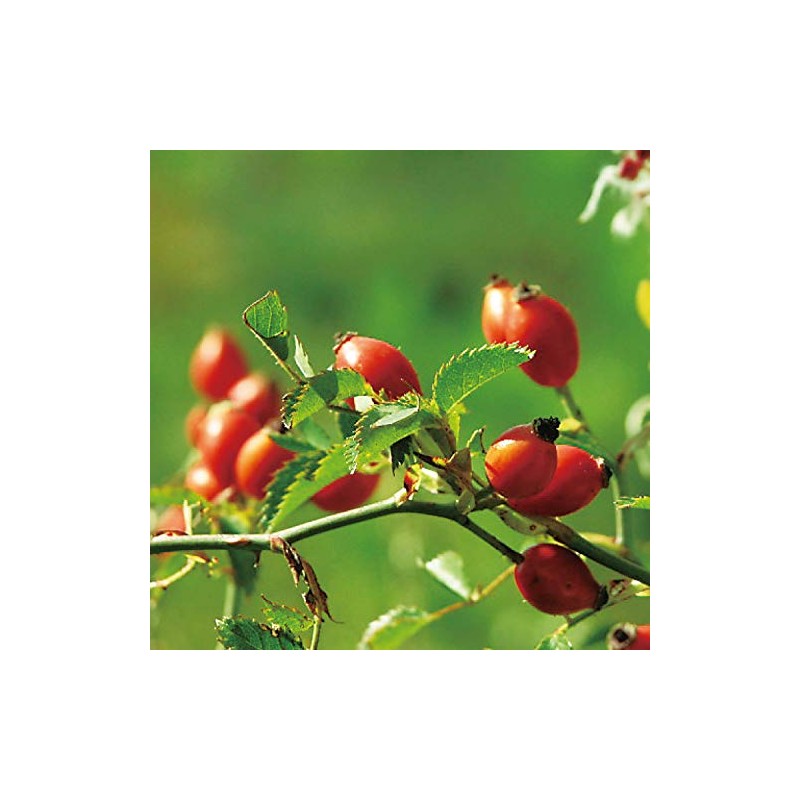 NEAL'S YARD REMEDIES Wild Rose Soap, 3.5 oz (100 g)