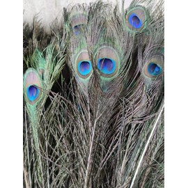 Export Store Natural Peacock Feathers 24 Inch Original Mor Pankh Real Feather Tails for Home Decor (Pack Of 20)