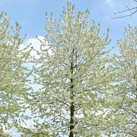 Prunus avium 'CVI' (Sweet Cherry, Wild Cherry, Gean, Certified Virus Indexed Mazzard Cherry) Fruit Seeds, Attractive Appearance, Seeds by MySeeds.Co, You Choose The Amount (Trial Packet Size)