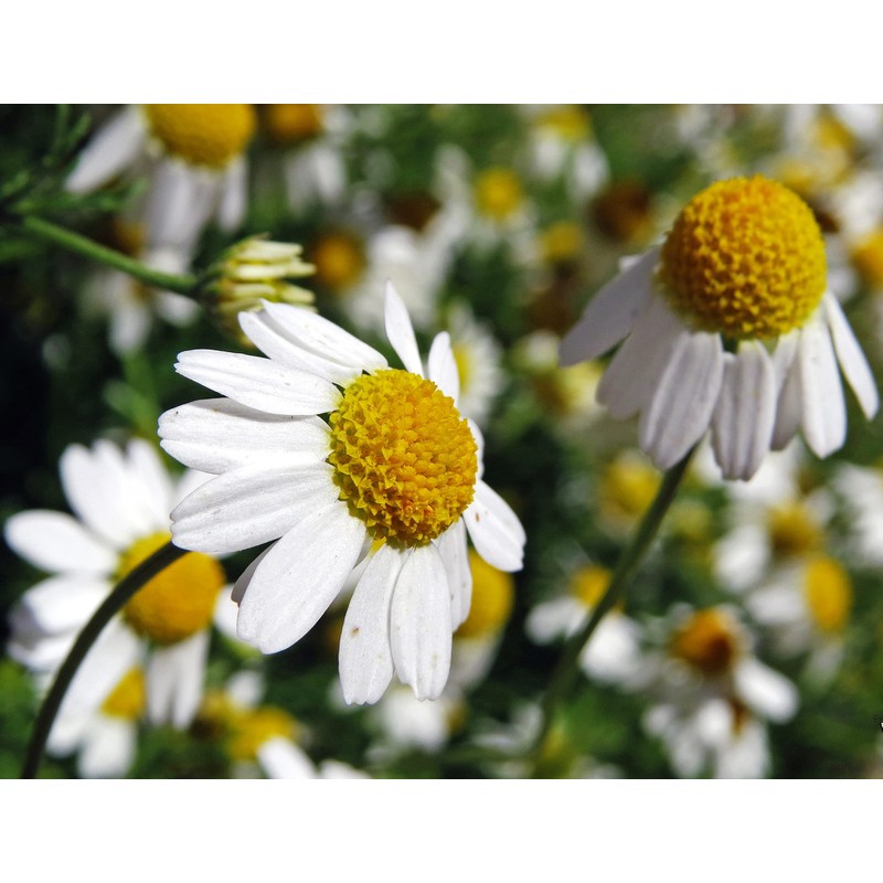 Seeds4planting - Seeds German Chamomile Non GMO Heirloom 2500 Seeds