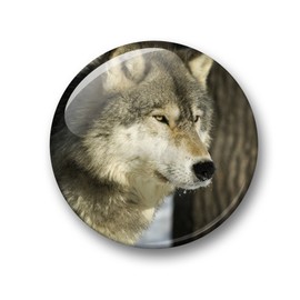 Wolf Wolf Grey Wolf European Wolf Fridge Magnets Set of 6 Large [01]