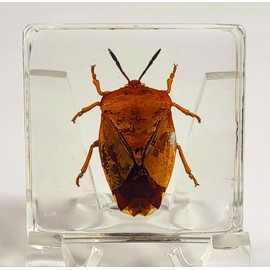 38mm Real Lychee Giant Stink Bug in Crystal Clear Lucite Resin Specimen Preserved Insect Beetle Taxidermy Crafts Collection for Biology Science Education & Desk Ornament Display Supplies