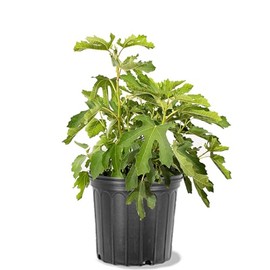 Generic Olympian Fig Tree, Cold Hardy, Award-Winning, Deciduous, Fruit Bearing, 5 gal, Nursery Pot, Green