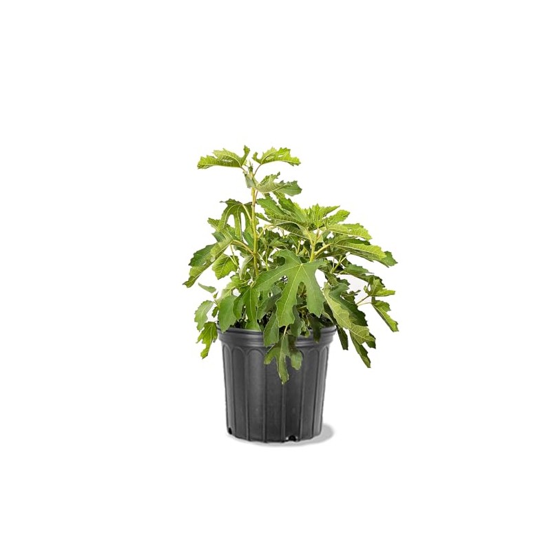 Generic Olympian Fig Tree, Cold Hardy, Award-Winning, Deciduous, Fruit Bearing,