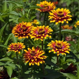 Outsidepride Zinnia Zowie Yellow Flame Flower Seeds - 30 Seeds