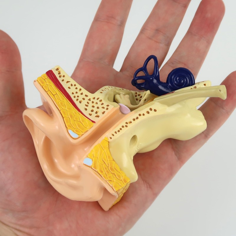 Life-size ear cross-sectional model, trisemicircular canal, cochlea, ossicles, eardrum, etc.