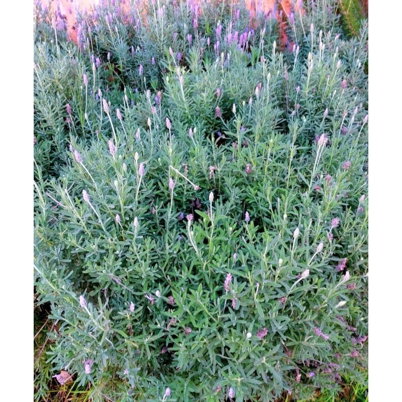 Aceite De Masaje Aroma Lavanda (c/esencia Natural) Spa 1 Lt