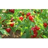 Southeast Seeds Red Cherry Hot Pepper Seeds, Cherry Bombs, Pimenta,