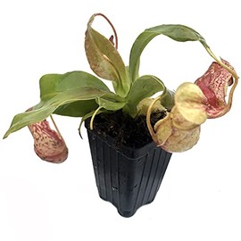 St Gaya Pitcher Plant Live Carnivorous Plant - Nepenthes - Wellspring Gardens Starter Plant