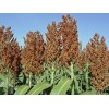 CZ Grain Sweet Sugar Drip Sorghum Seeds - 200 Seeds