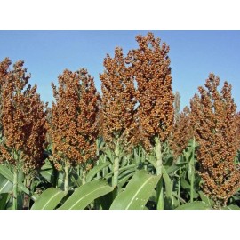 CZ Grain Sweet Sugar Drip Sorghum Seeds - 200 Seeds