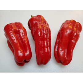 Urfa Biber-Isot Pepper 10+ Seeds
