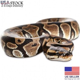 Unbranded Garden Realistic Big Rubber Snake Lifelike Scary Prank Toy Joke Party Prop