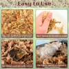 ZeeDix 6 oz Premium Sphagnum Moss for Reptiles, 8 qt