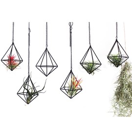 ZOOELAY Air Plants Hanging Holders Indoor Small Metal Airplants Rack Hanger Himmeli Geometric Planter Tillandsia Air Ferns Display with Chains 6 Pcs Black Diamond Shape …