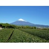 Ocha no Maruko Shizuoka Tea Yabukita Bancha, 14.1 oz (400