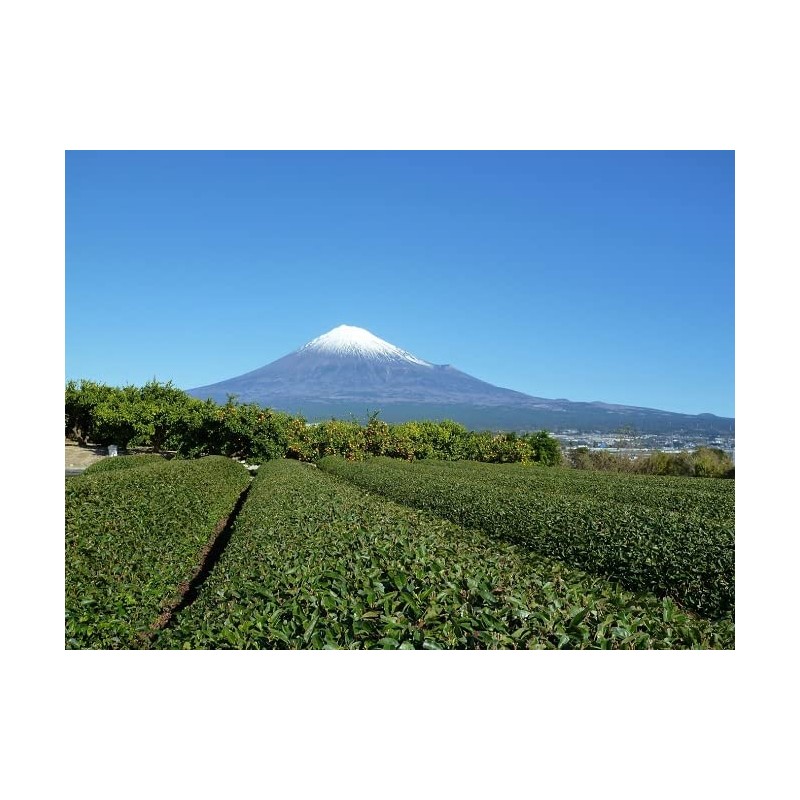 Ocha no Maruko Shizuoka Tea Yabukita Bancha, 14.1 oz (400