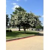 White Flowering Ornamental Crepe Myrtle Trees - Quart Containers -