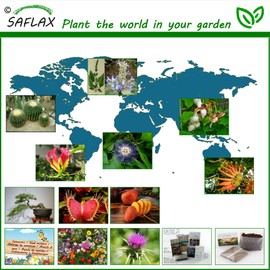 SAFLAX - Organic - Chives - 250 Seeds - Allium schoenoprasum
