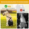 3 Pack Avont Washable Female Dog Diaper with Suspender, Reusable
