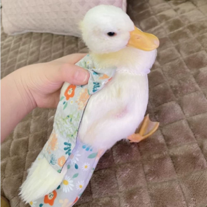 Duck & Goose Diapers - Waterproof, Adjustable, Washable & Reusable