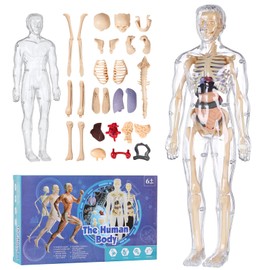 Human Body Model for Kids, Fully Transparent Body, 29 Piece Anatomy Figure 3D Anatomy Kit – Removable Organs, Bones STEM Toy for Ages 6+